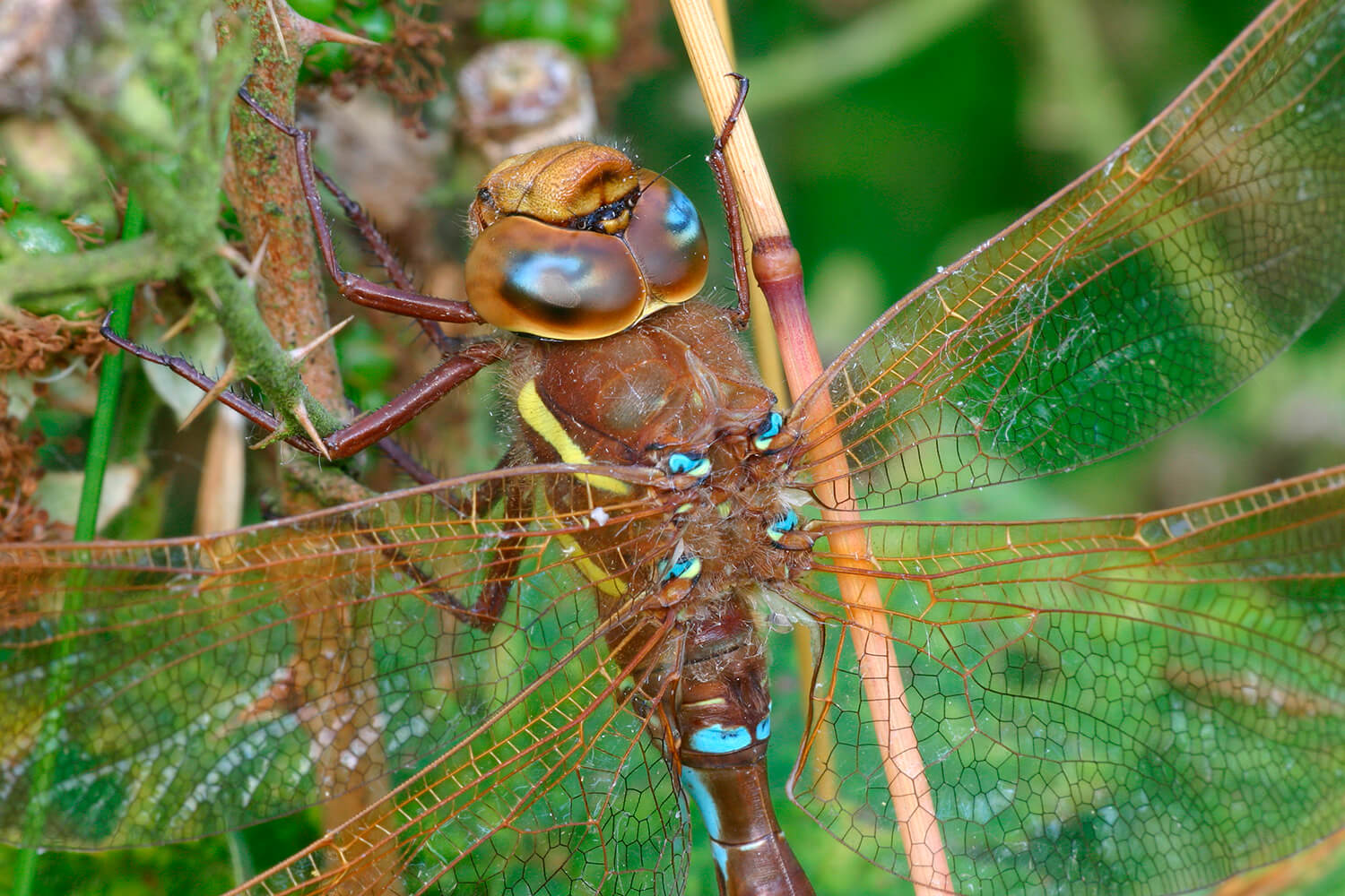 Male Aeshna grandis (Close Up) by Mark Tyrrell